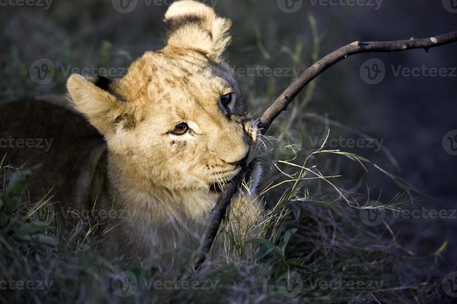 Löwenbaby spielt mit einem Ast foto
