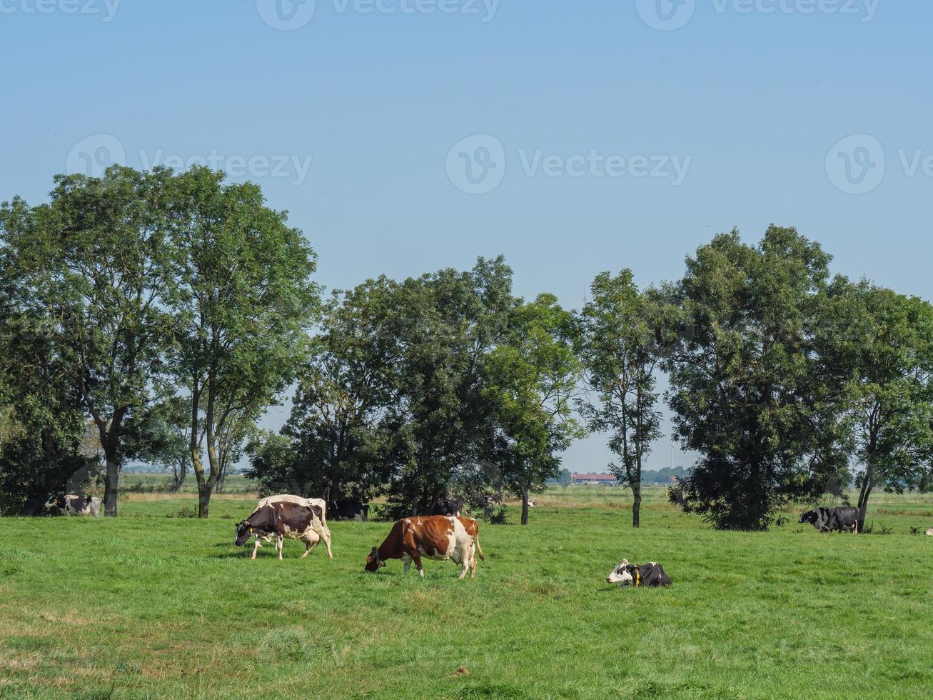 das dorf ditzum an der ems foto