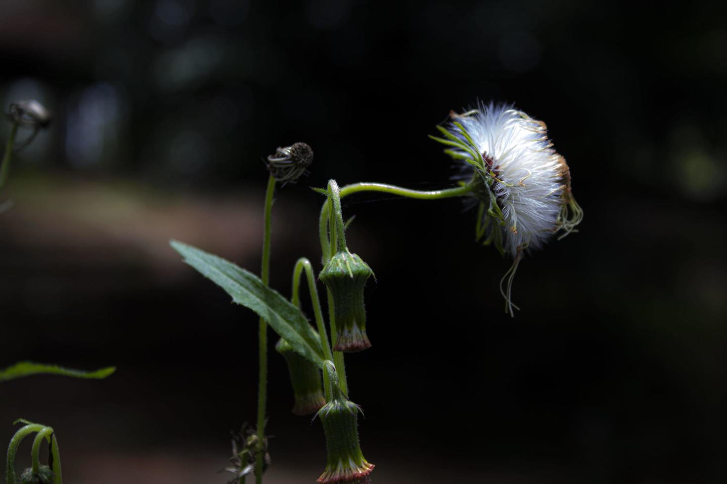 Weiße Blumen blühen im Garten foto