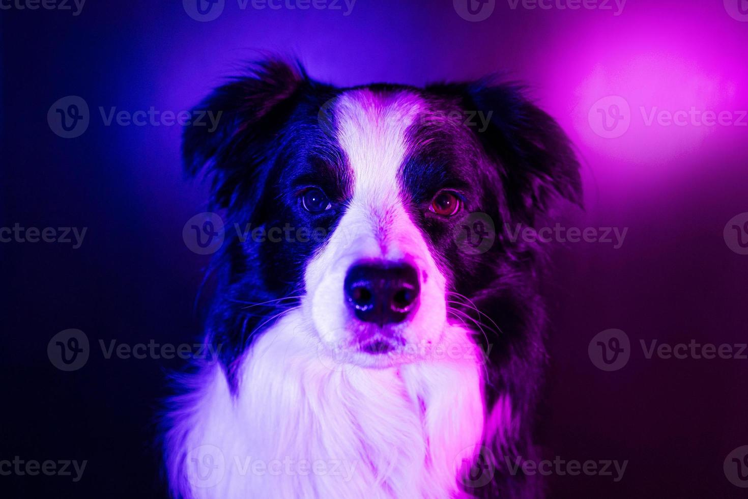 Hündchen-Border-Collie auf mehrfarbigem, dunklem Studiohintergrund in Neon-Gradienten-Rosa-Lila-Blau-Licht. süßer Haustierhund. tierleben haustiere lieben konzept. foto