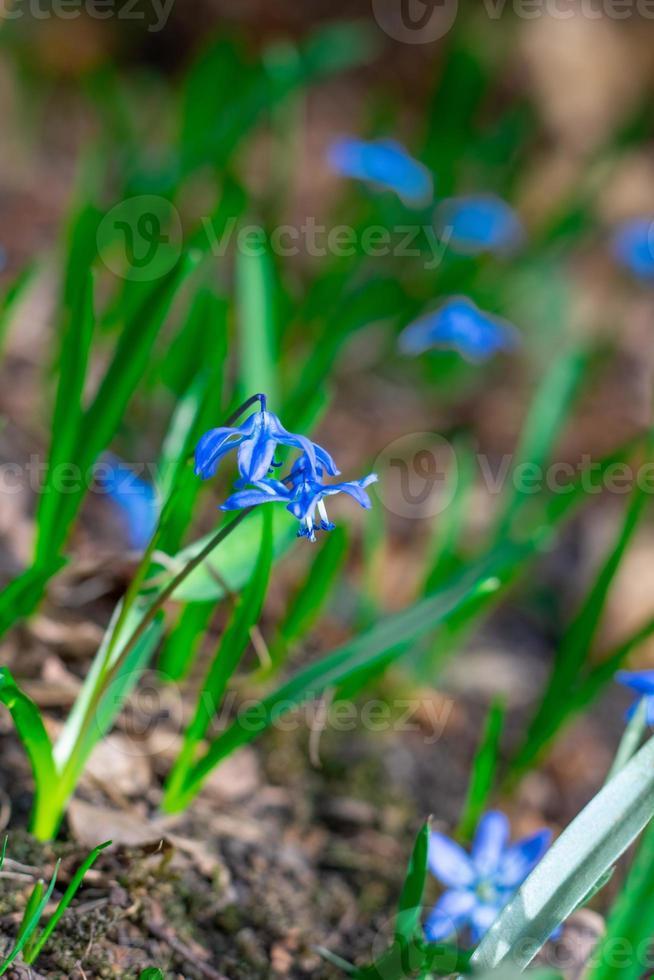 Waldblumen und Pflanzen in Nahaufnahme auf verschwommenem Hintergrund foto