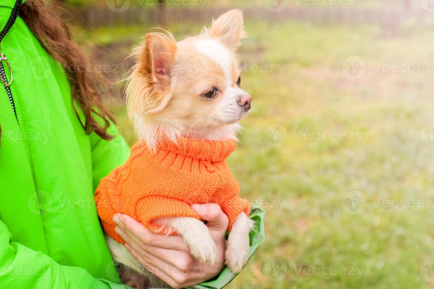 Weißer Chihuahua-Hund in einem orangefarbenen Pullover in den Armen eines Mädchens. Haustier. foto