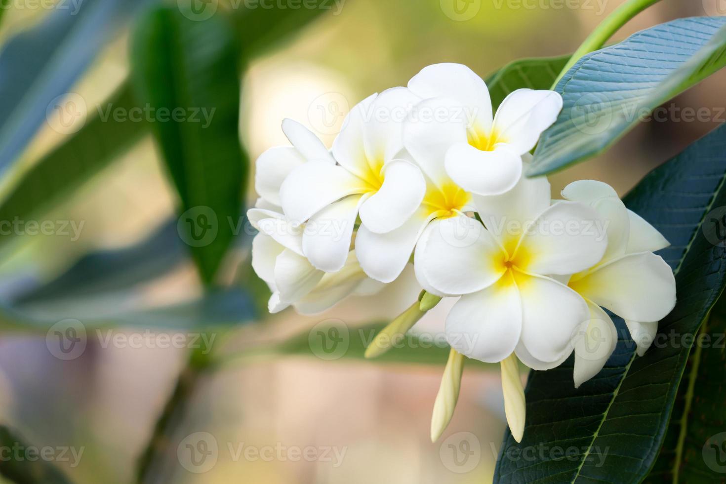 weiße plumeriablume mit grünem blattnaturhintergrund foto