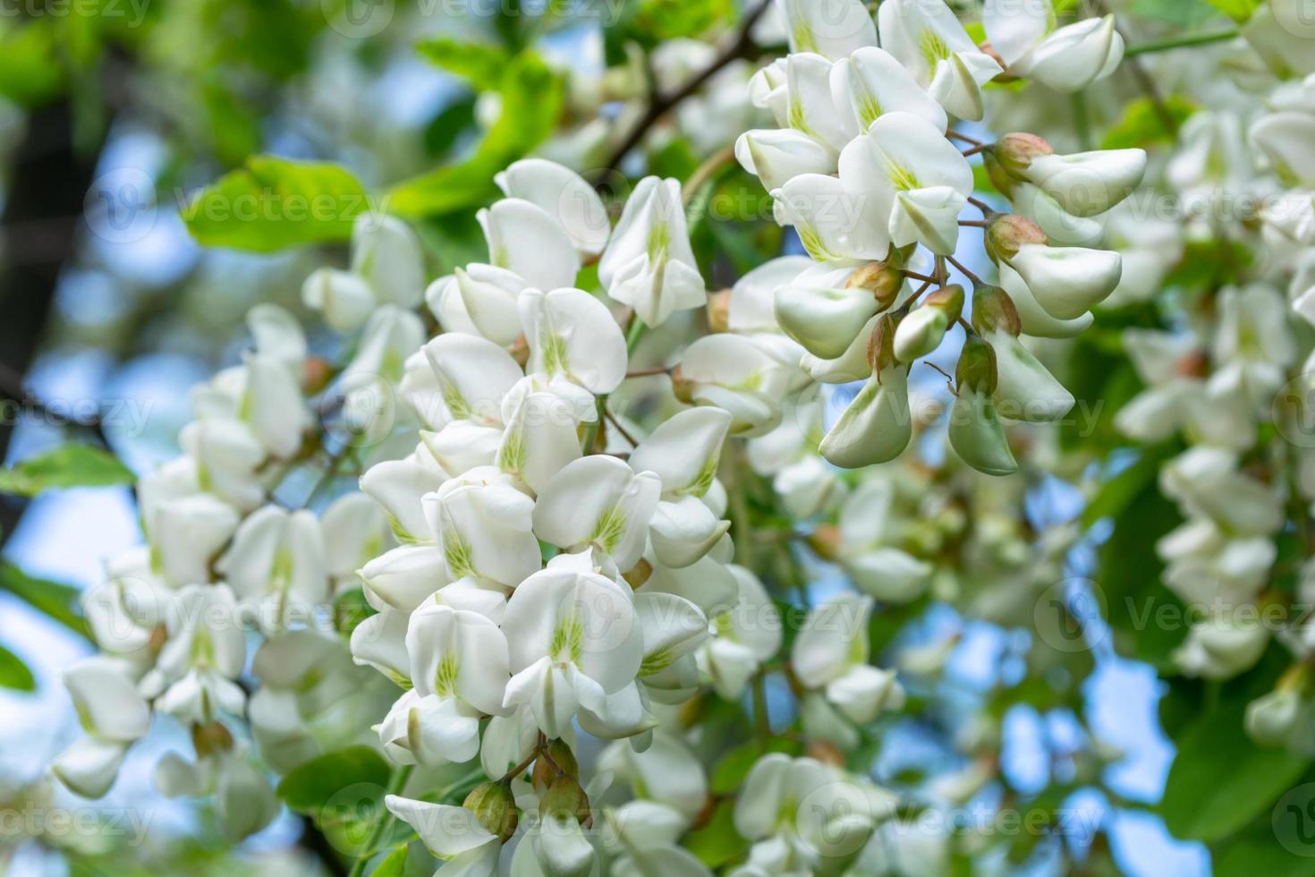 Weiße Akazienblüten aus nächster Nähe foto