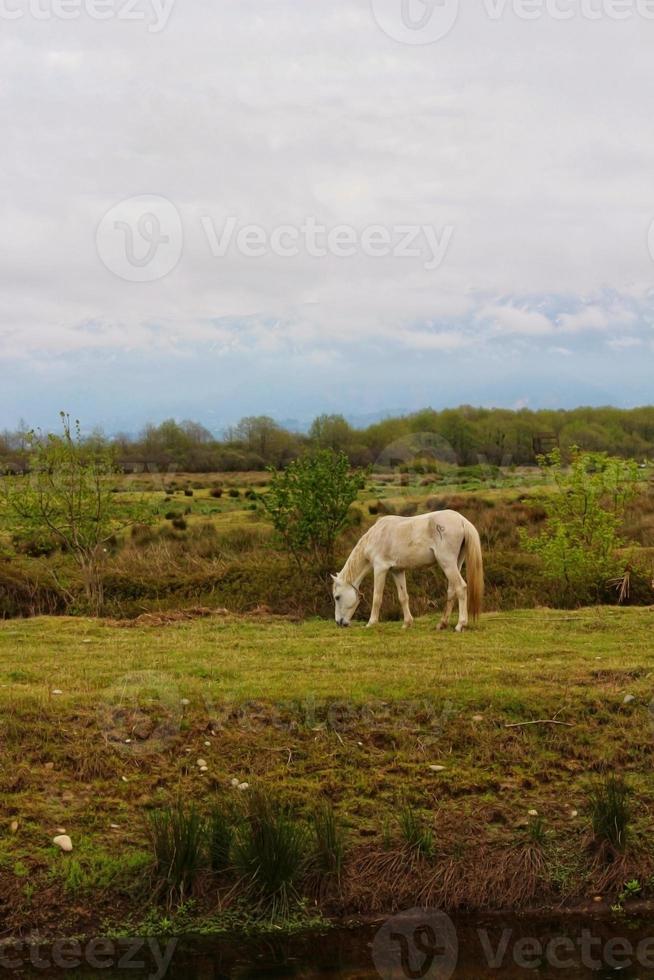 weißes pferd in den bergen pferd grasen auf dem feld foto
