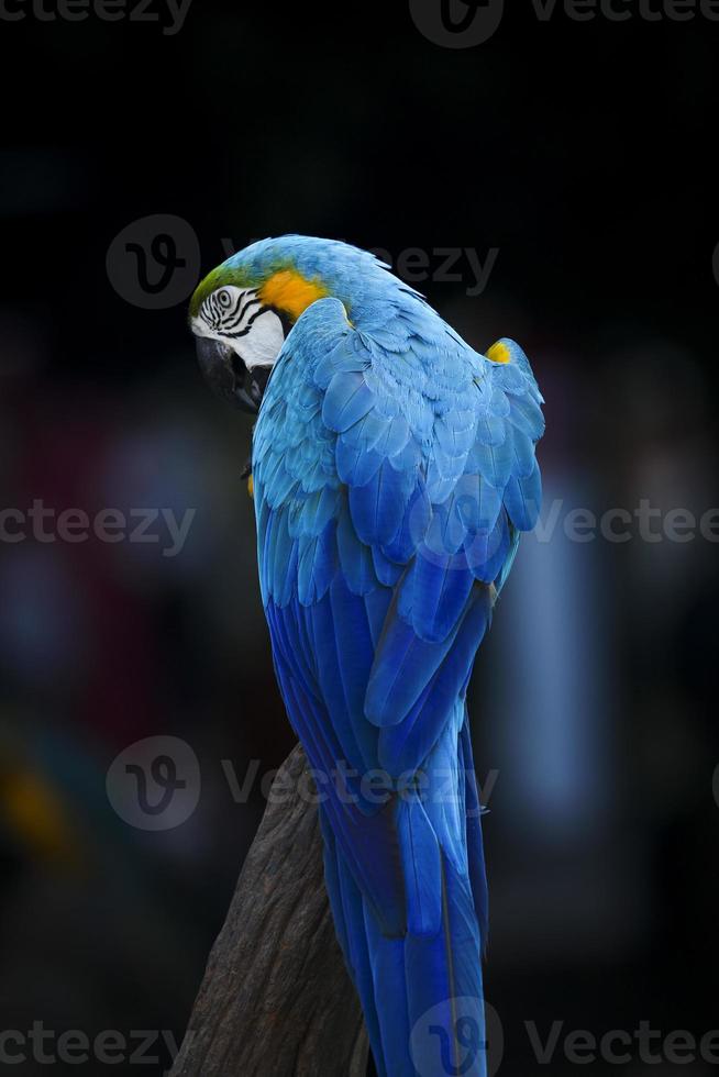 schöne feder des blauen glod-ara-vogels, der auf trockenem zweig hockt foto