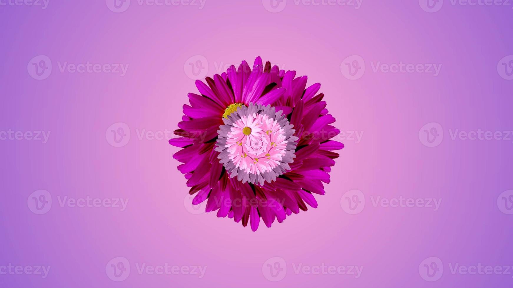Spiegelblumenkaleidoskop. lila, rosa und weiße Gänseblümchen. foto