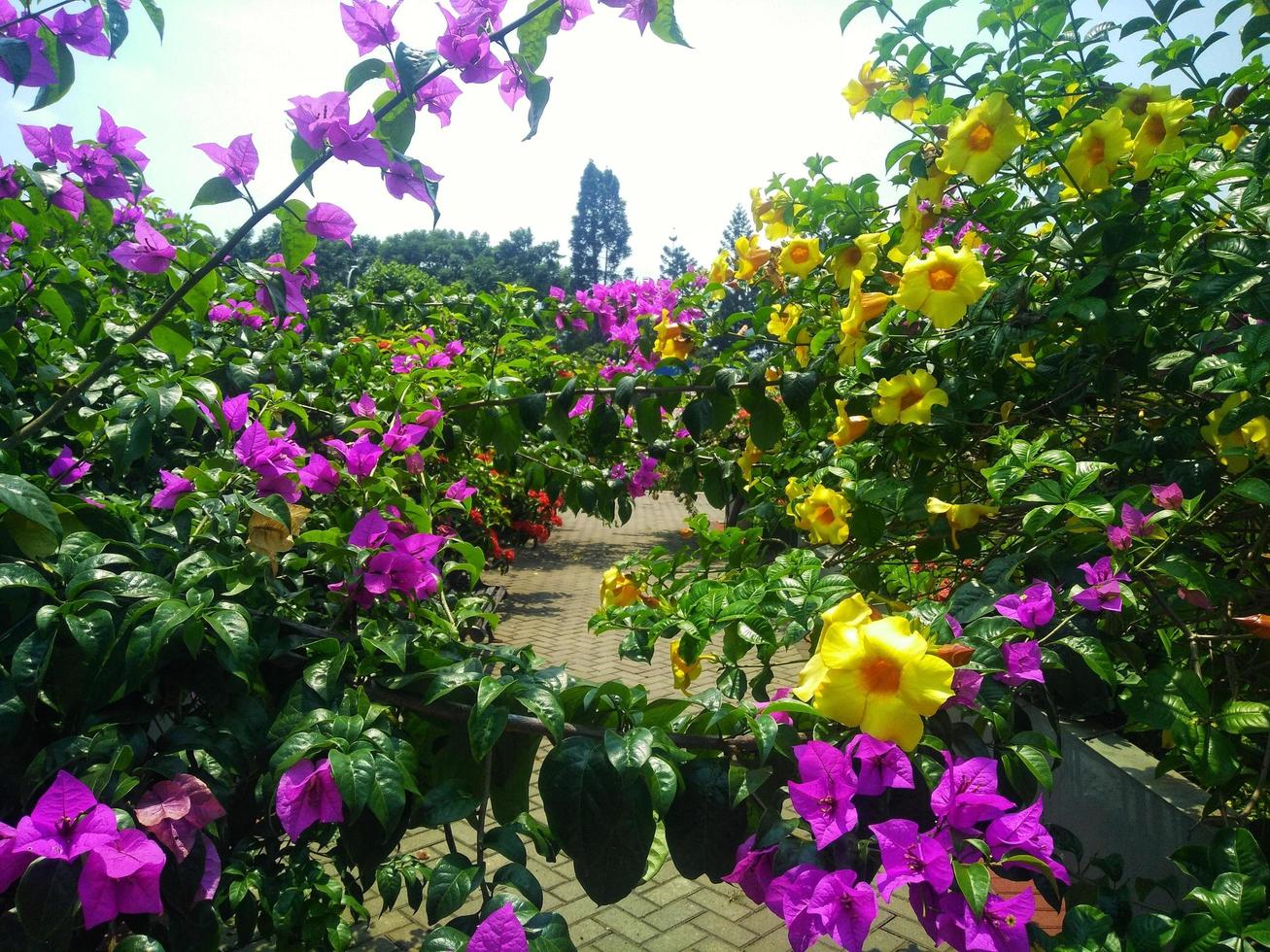 Gelbe und violette Blumen im Blumengarten foto