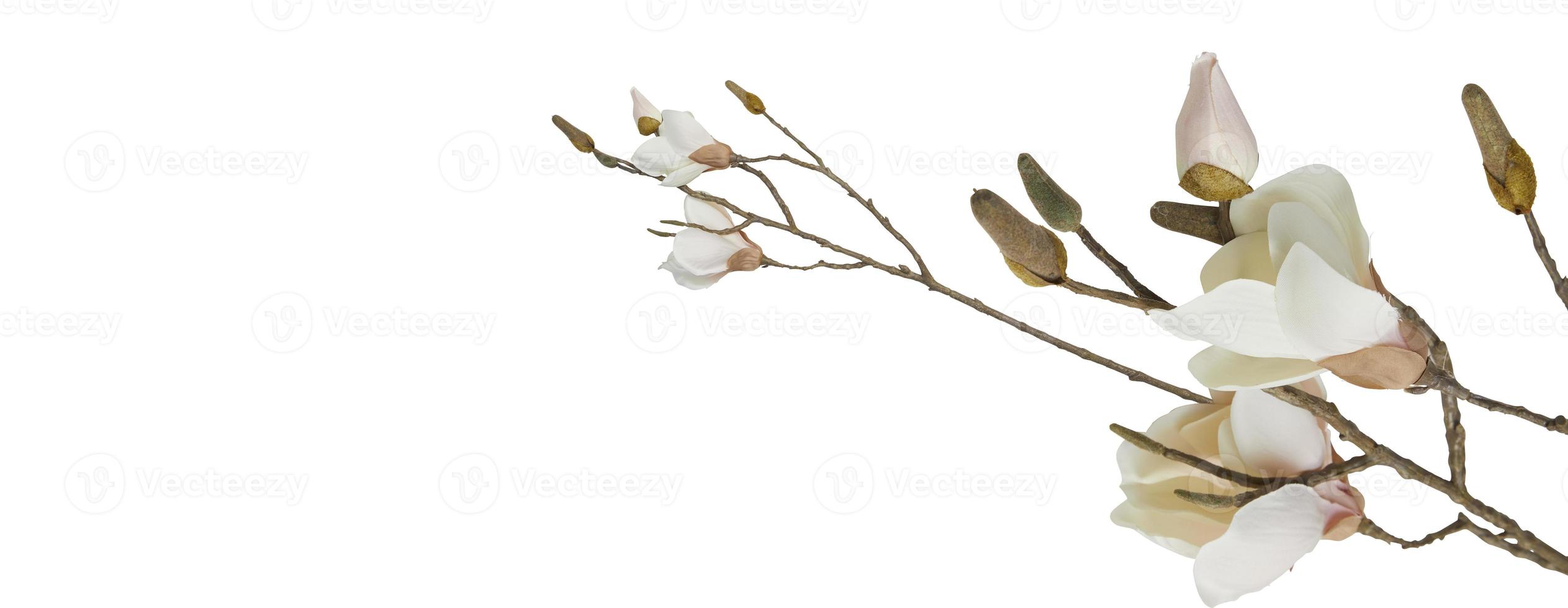 schöne Blume voller Blüte isoliert auf Hintergrund mit Ausschnitt-Beschneidungspfad foto