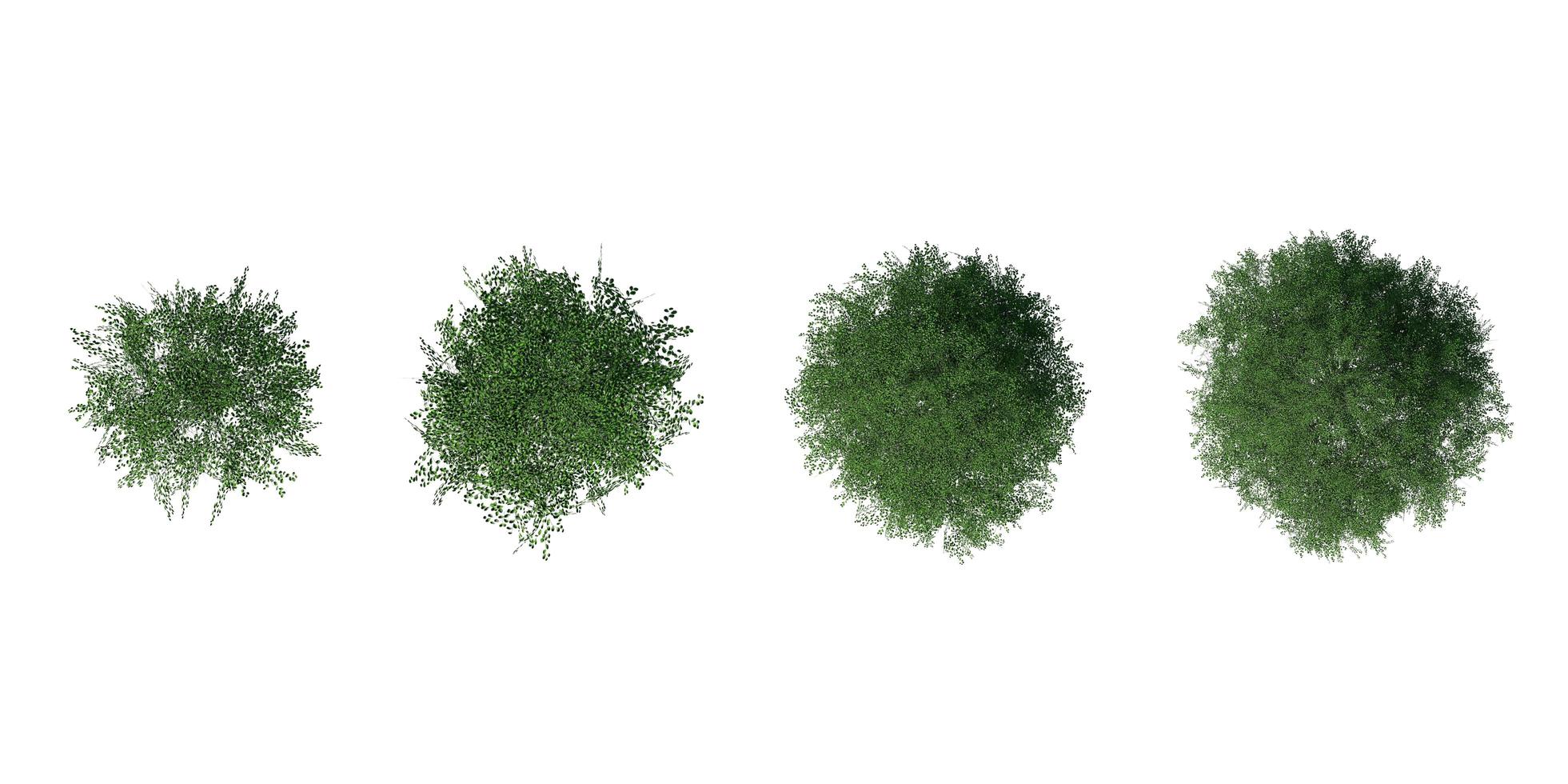 3D-Baum-Draufsicht isoliert auf weißem Hintergrund, zur Visualisierung in der Architektur foto