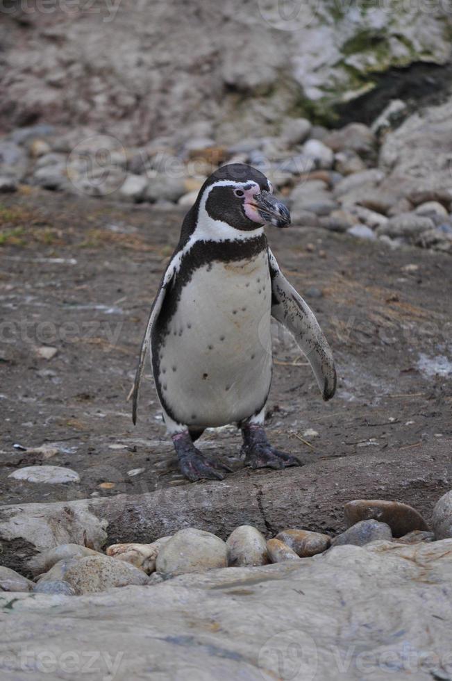 Pinguin Vogel Tier foto