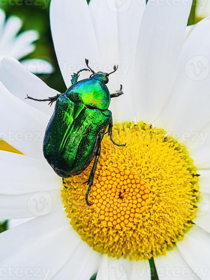 großer grüner Käfer auf Blume. glänzendes Insekt sitzt auf einem weißen Gänseblümchen foto