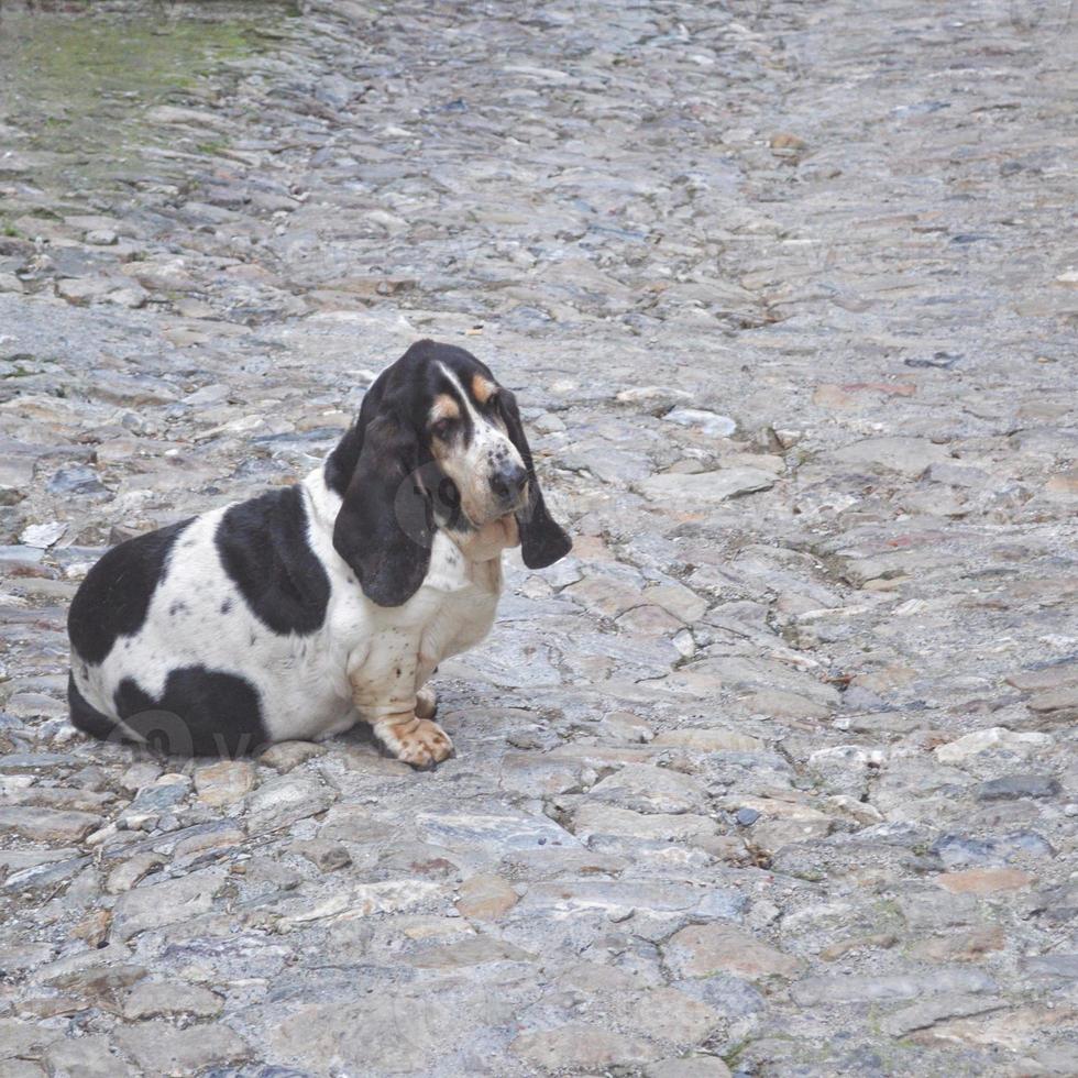 Wissenschaftlicher Name des Hundes Animalia Chordata Mammalia Carnivora Canidae foto