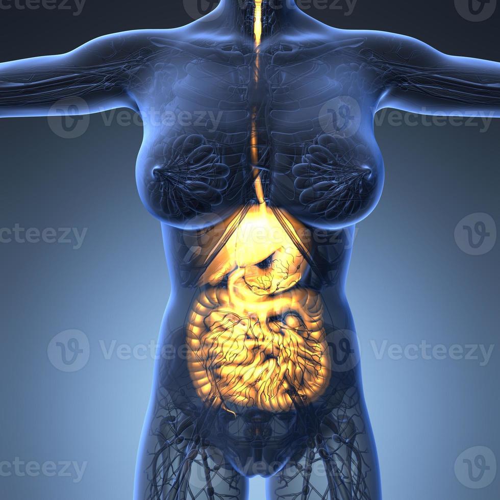wissenschaftliche anatomie des weiblichen körpers mit glühendem verdauungssystem foto