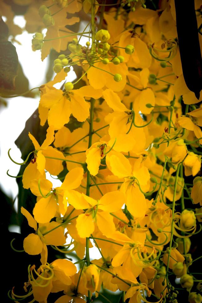 schöne goldene dusche blume ratchaphruek, tropische gelbe blume, die im sommergarten blüht foto