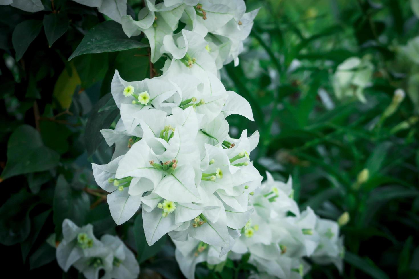 Schöne weiße Bougainvillea, tropische Papierblume, die im Sommergarten blüht foto