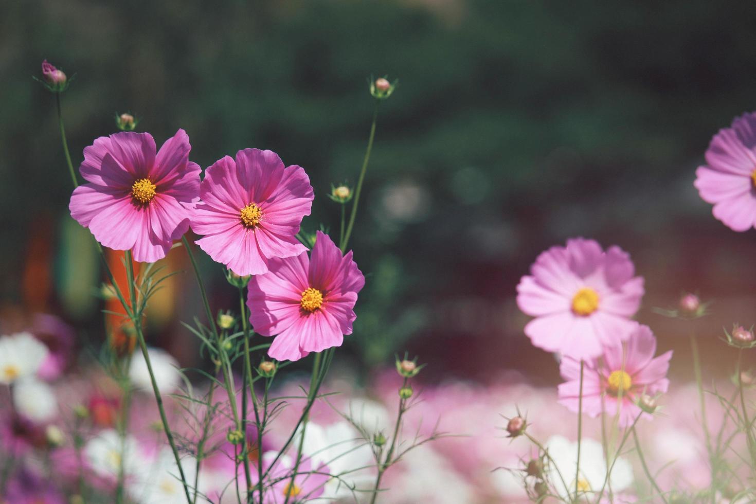 rosa Kosmosblume blühendes Kosmosblumenfeld, schönes klares natürliches Parkbild des Sommergartens im Freien. foto