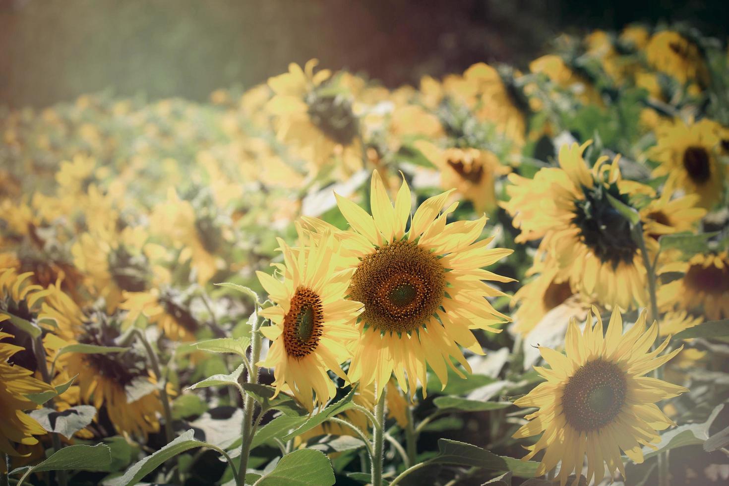 schöne gelbe sonnenblume, die im sommerfeld blüht foto