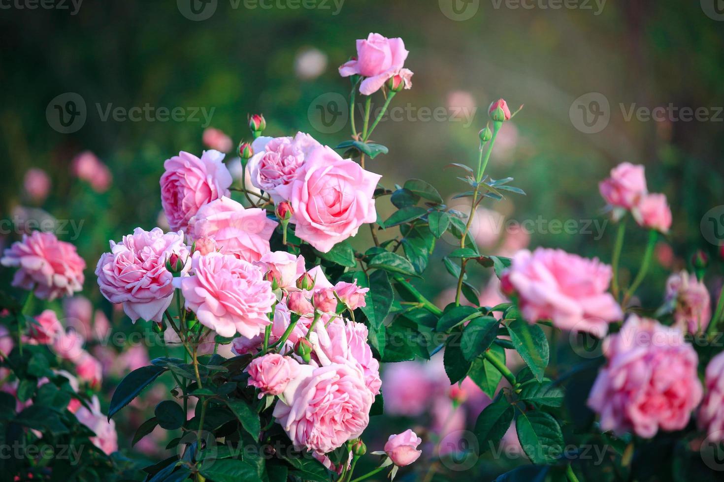 rosafarbene englische Rosen, die im Sommergarten blühen, eine der duftendsten Blumen, am besten riechende, schöne und romantische Blumen foto