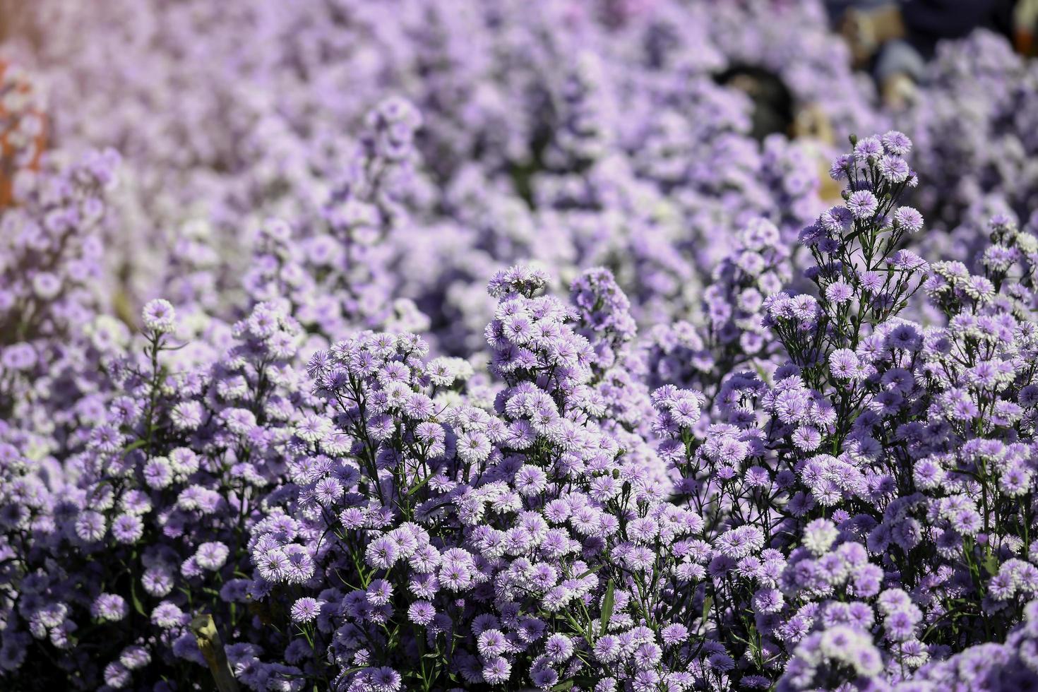 schöne lila margaretenblume, die in der gartenform blüht, mae rim, chiang mai, thailand foto