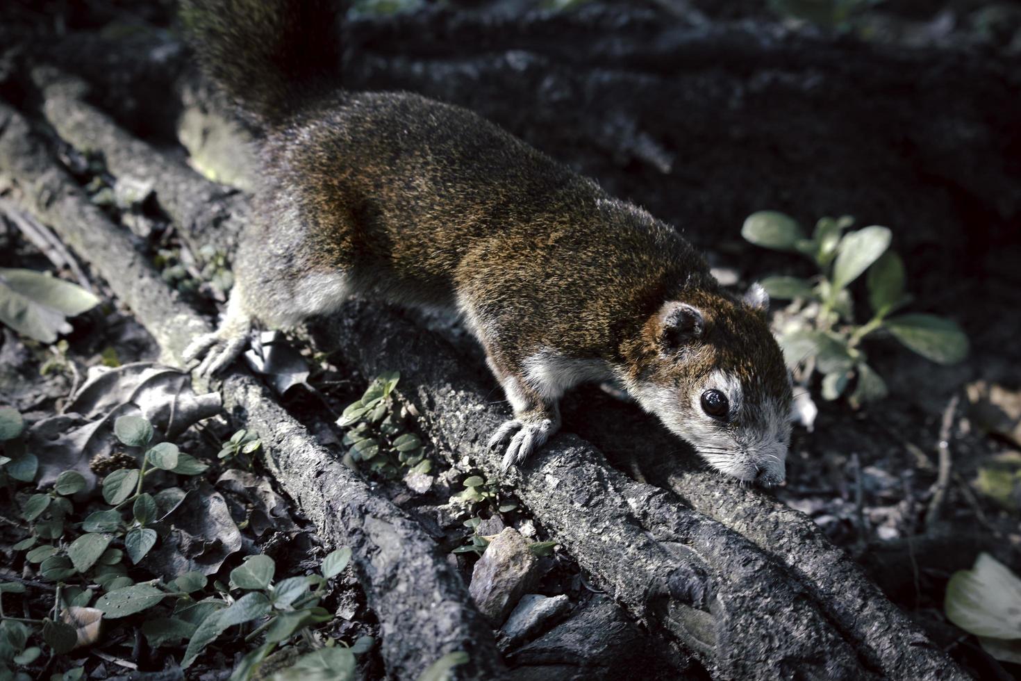 braunes eichhörnchen, das eine baumwurzel im park klettert foto