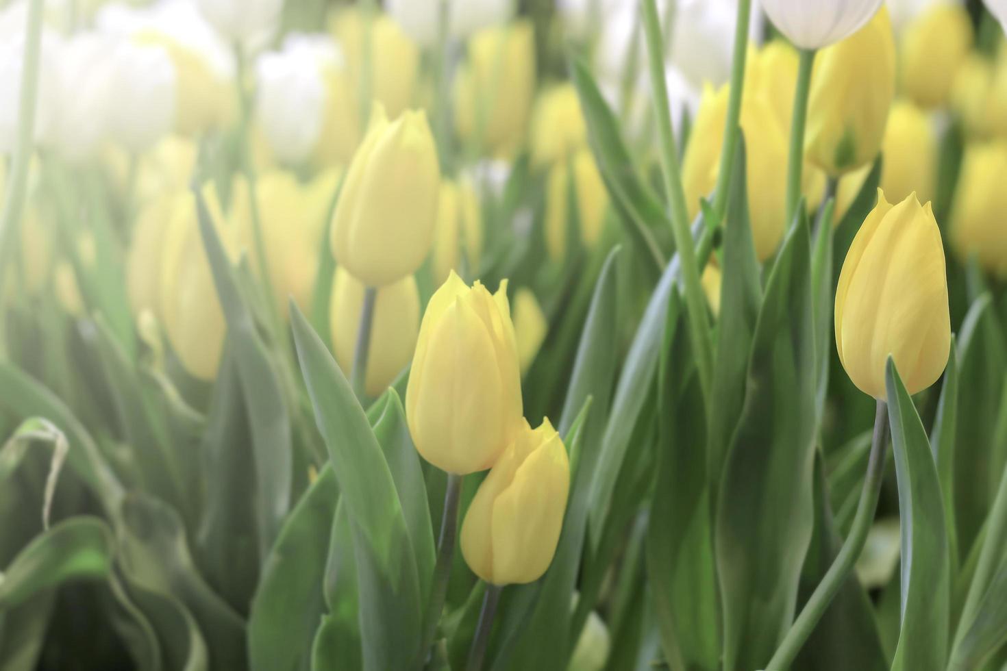 Weiße und gelbe Tulpenblume, die im Frühlingsgarten blüht, weicher selektiver Fokus foto