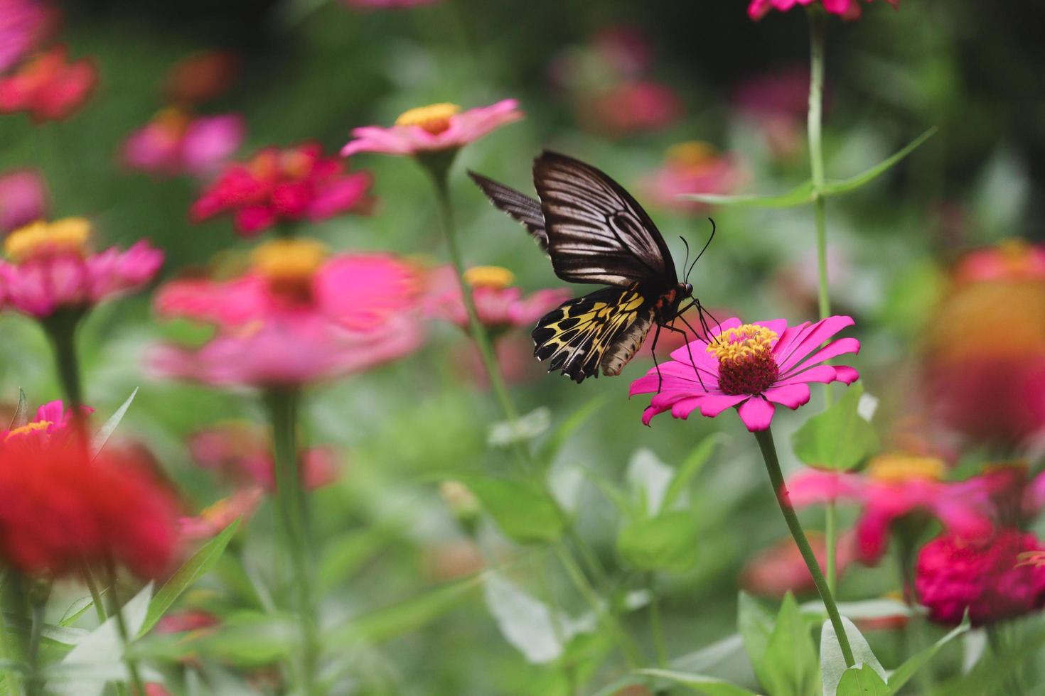 buntes Schmetterlingsinsektentierfliegen auf schönem hellem Zinniablumenfeld-Sommergarten, wild lebende Tiere im Naturhintergrund.. foto