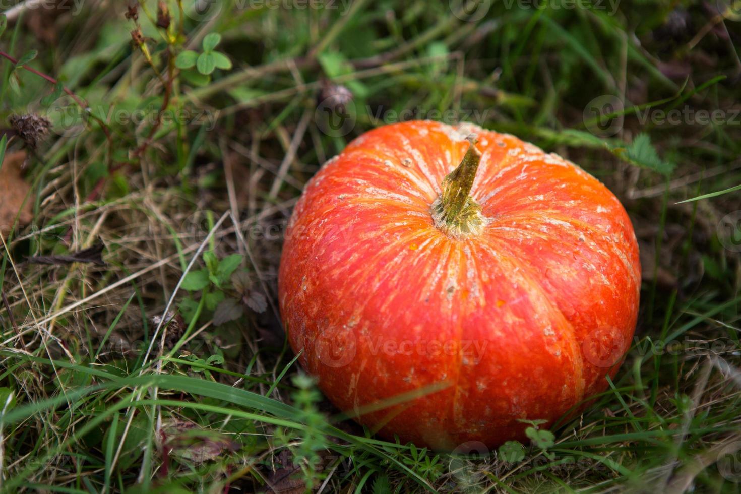 orange runder kürbis auf grünem gras. herbsterntefest, halloween, danksagung. Platz für Text foto