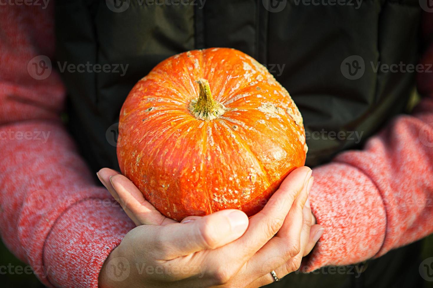 Oranger runder Kürbis in Frauenhänden auf dunkelgrünem Hintergrund. Herbsterntefest, Landwirtschaft, Gartenarbeit, Thanksgiving, Halloween. warme Atmosphäre, natürliche Produkte. Platz für Text foto