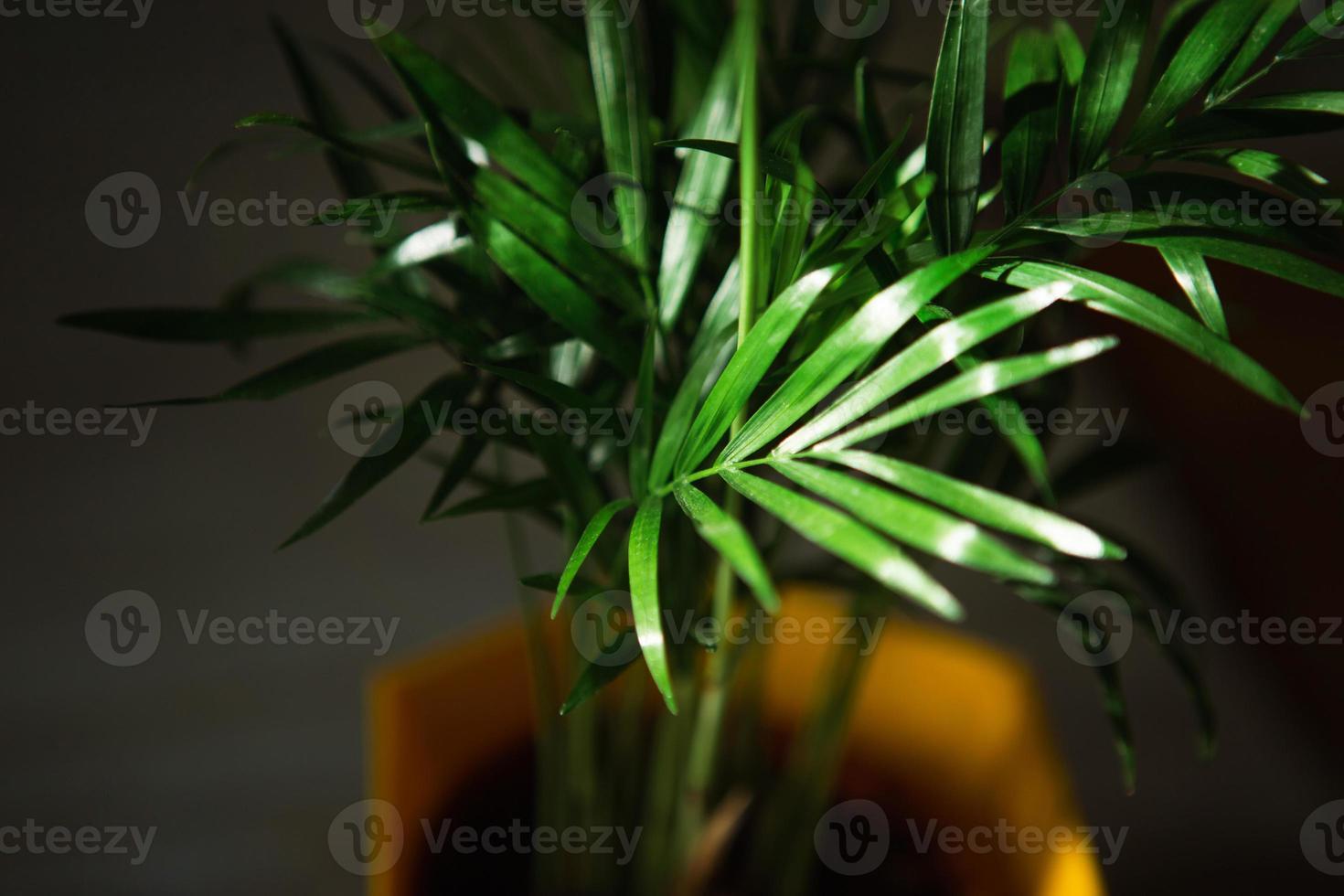 Palm Hamedorea Bambus in einem Topf - Zimmerpflanzen aus nächster Nähe. hovea tropische pflanze, pflege und kultivierung foto