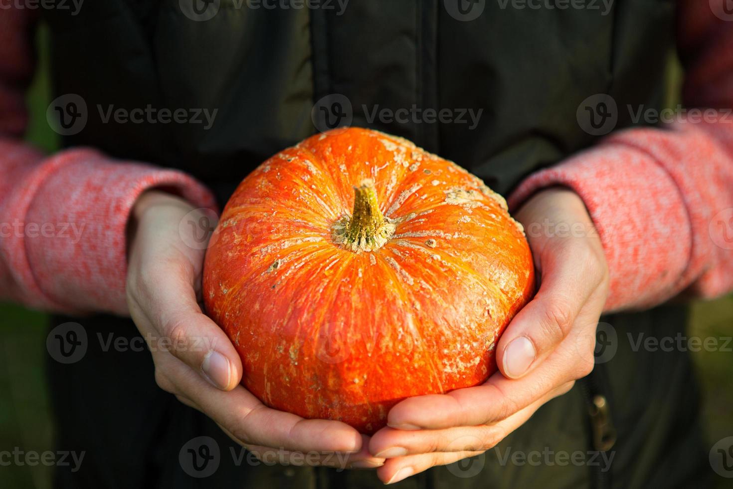 Oranger runder Kürbis in Frauenhänden auf dunkelgrünem Hintergrund. Herbsterntefest, Landwirtschaft, Gartenarbeit, Thanksgiving, Halloween. warme Atmosphäre, natürliche Produkte. Platz für Text foto