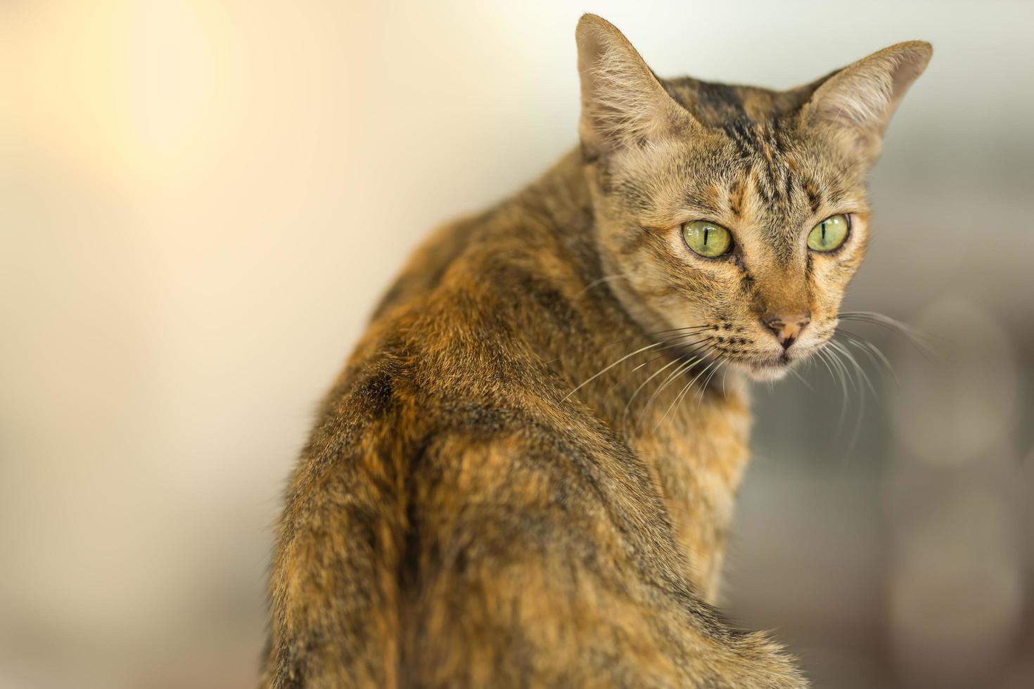 Nahaufnahme einer braunen Katze mit kurzen Haaren, die mit Kopierraum nach links schaut. Verwendung als Tier- und Wildtierhintergrund oder Tapetenkonzept foto