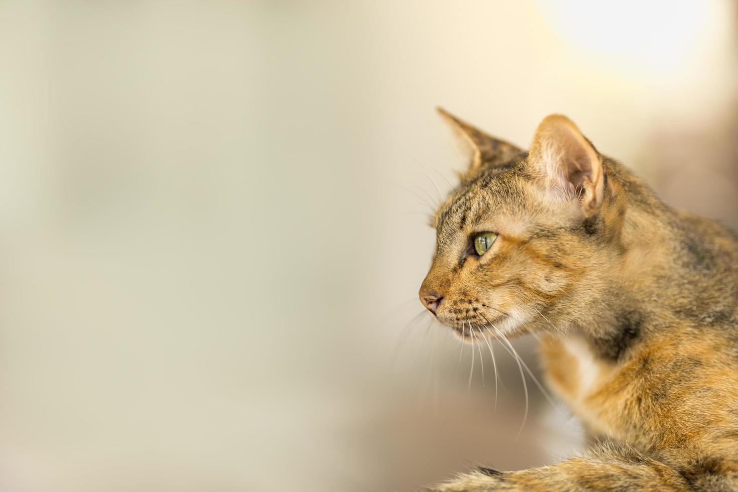 Nahaufnahme einer braunen Katze mit kurzen Haaren, die mit Kopierraum nach links schaut. Verwendung als Tier- und Wildtierhintergrund oder Tapetenkonzept foto