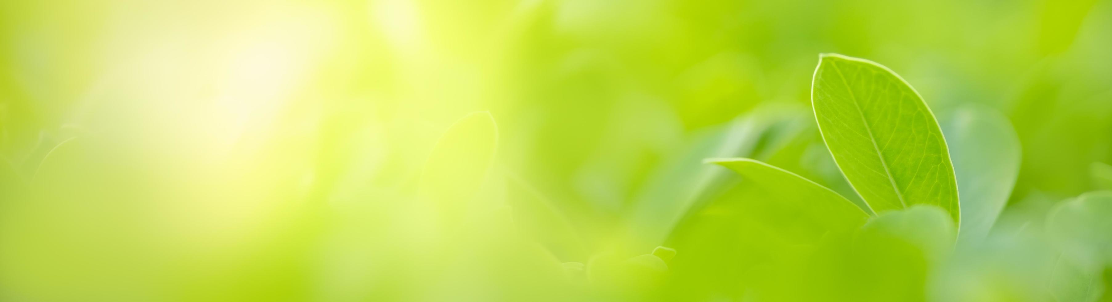 Nahaufnahme des grünen Blattes der Naturansicht auf unscharfem grünem Hintergrund unter Sonnenlicht mit Bokeh und Kopienraum unter Verwendung der natürlichen Pflanzenlandschaft des Hintergrundes, Ökologieabdeckungskonzept. foto