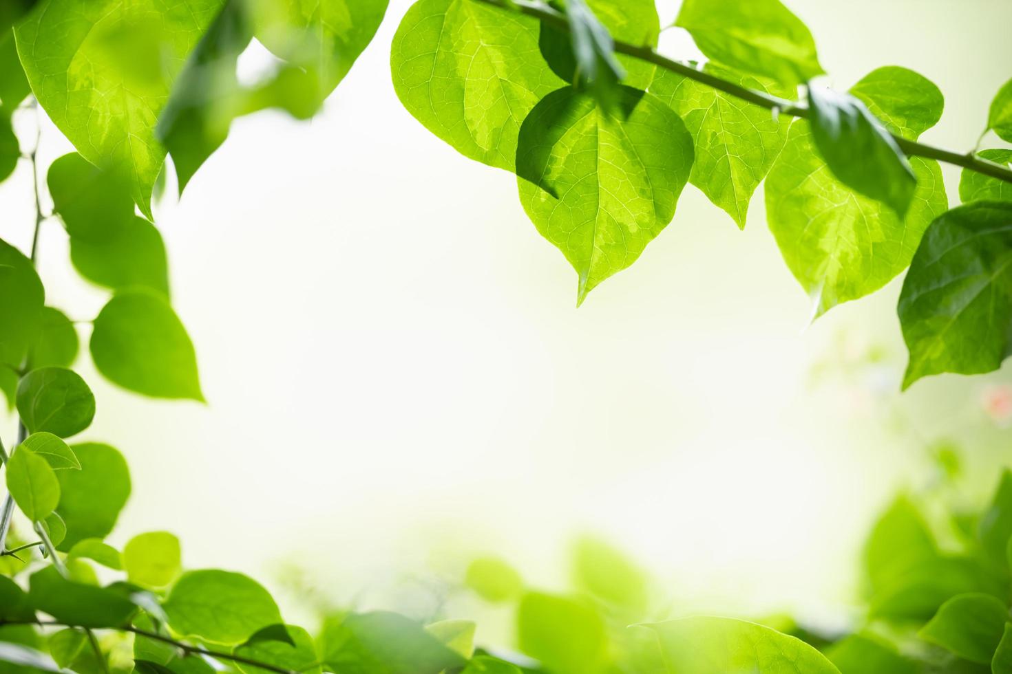 nahaufnahme des grünen blattes der naturansicht auf unscharfem grünem hintergrund unter sonnenlicht mit bokeh und kopierraum unter verwendung der natürlichen pflanzenlandschaft des hintergrundes, ökologietapetenkonzept. foto