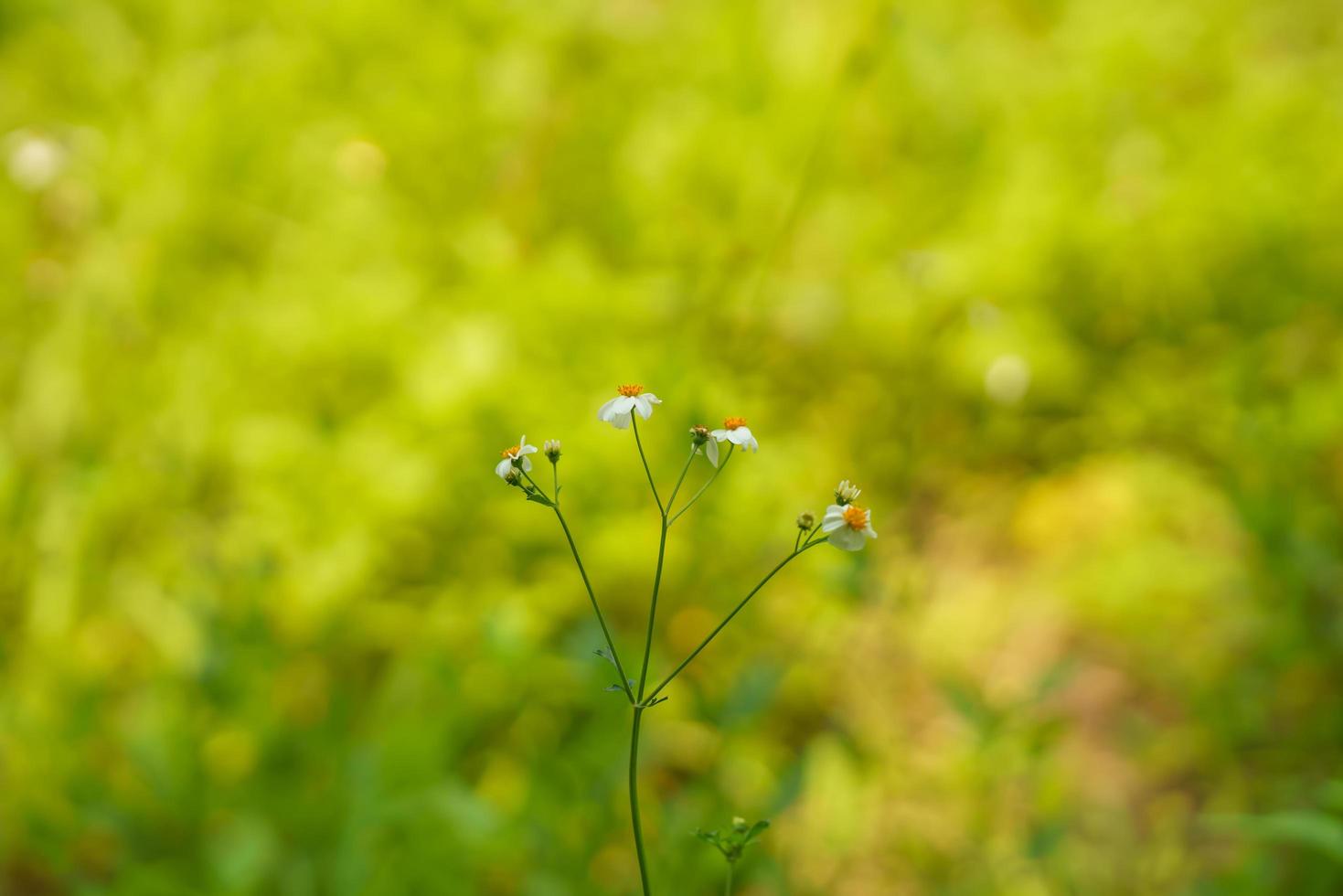 Nahaufnahme einer schönen weißen Mini-Blume mit gelbem Pollen unter Sonnenlicht mit Kopierraum unter Verwendung grüner natürlicher Pflanzenlandschaft als Hintergrund, Ökologie-Tapetenseitenkonzept. foto