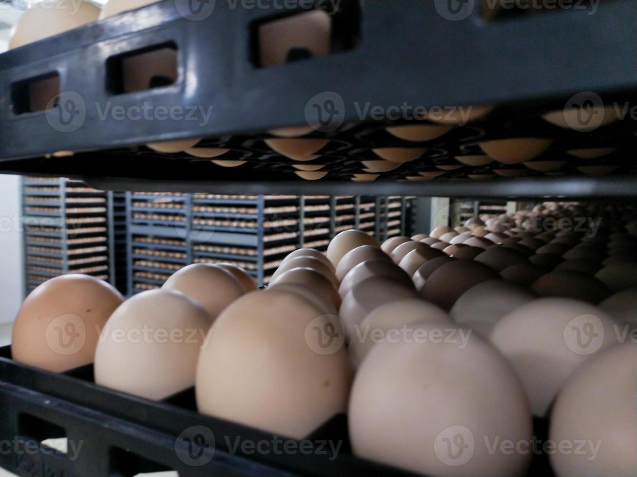 Einige Eier auf dem Tablett, Bruteier in der industriellen Farmbrüterei. foto