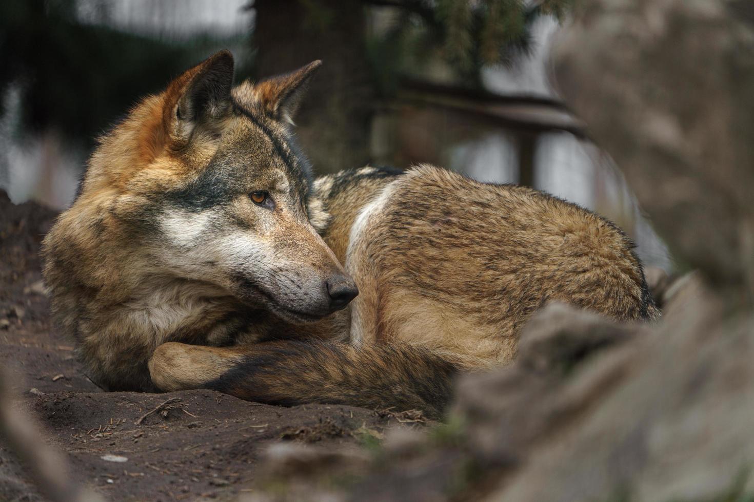 Eurasischer Wolf ruht foto