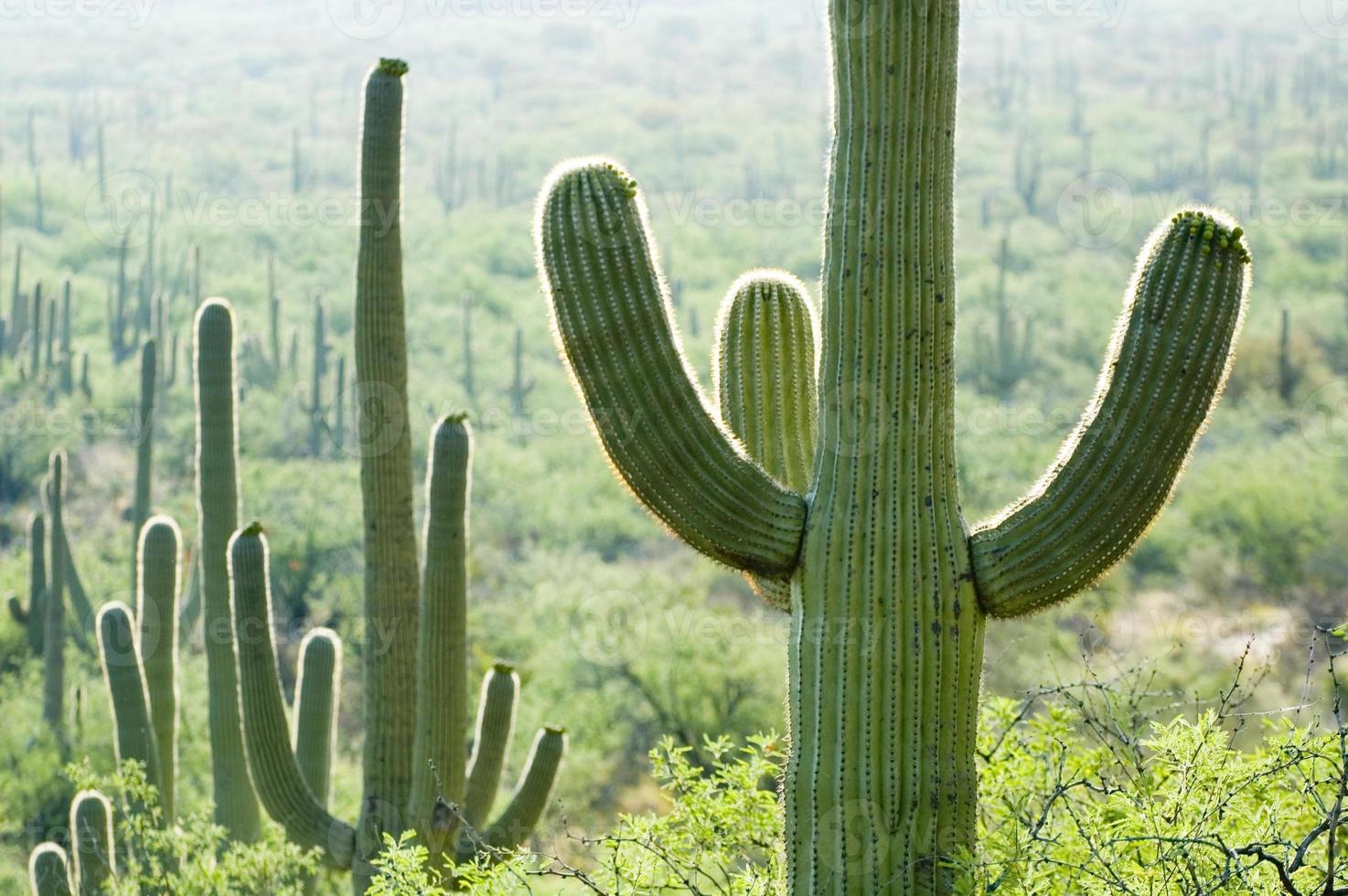 Feld des Kaktus foto