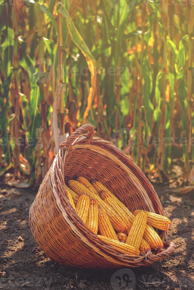 geernteter Mais im Weidenkorb foto