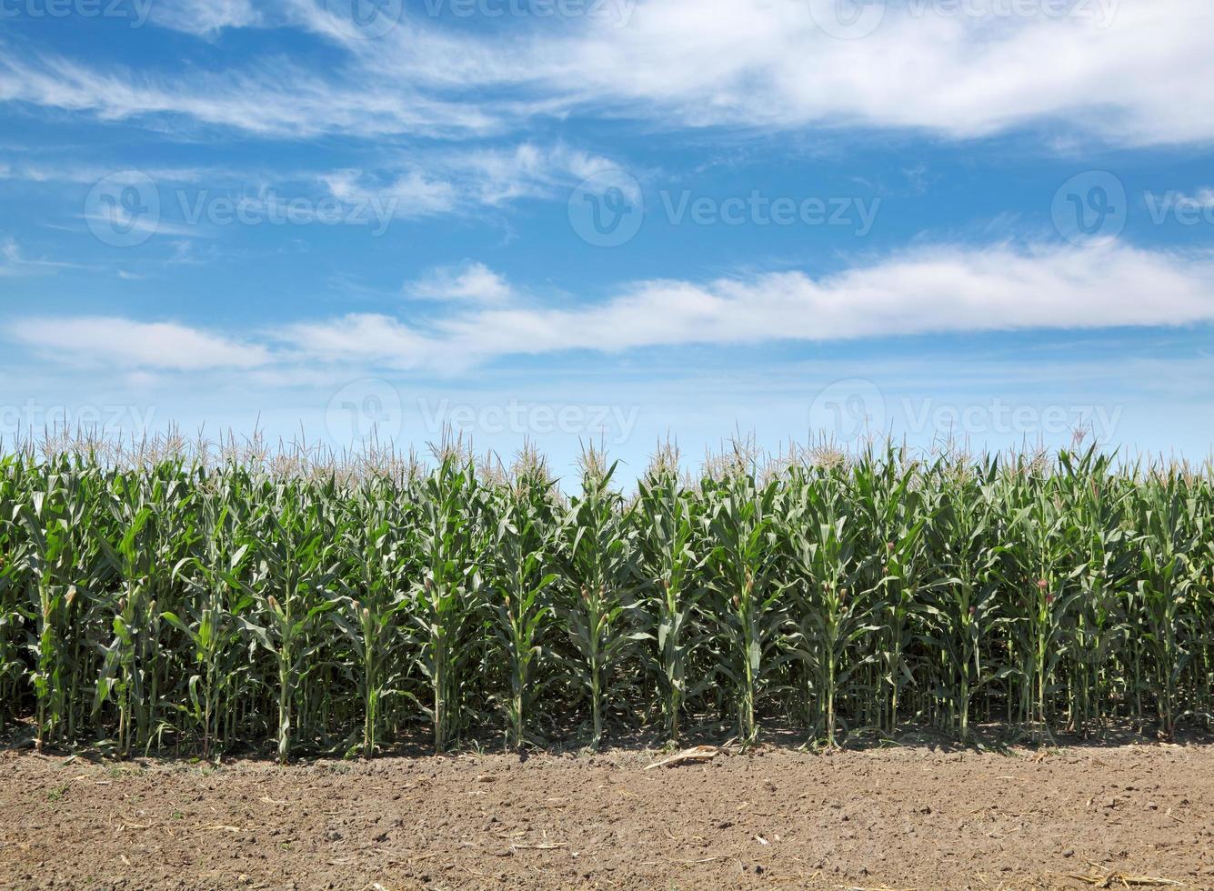 Landwirtschaft, Maisfeld foto