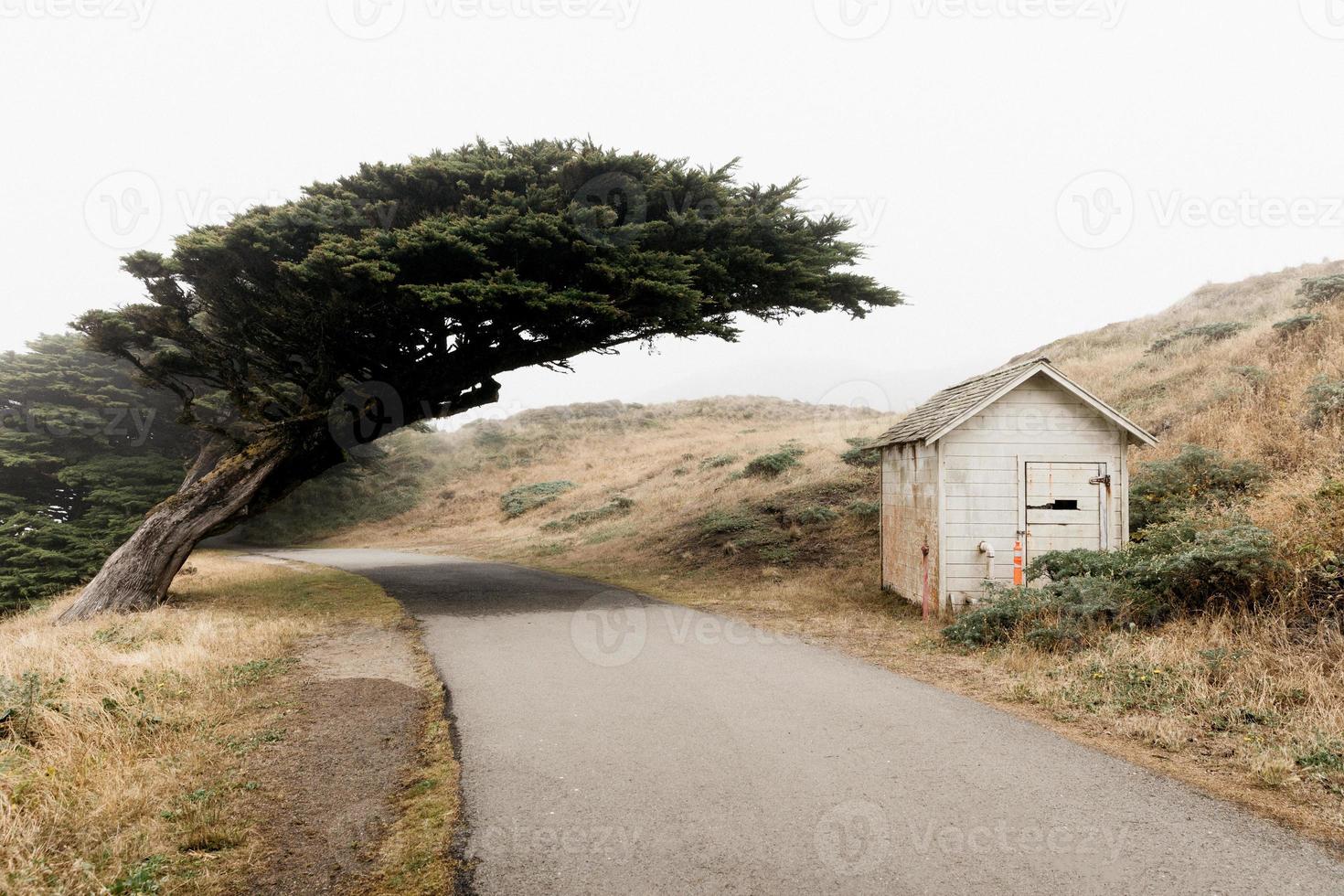 Baum, der über einer Straße wächst foto