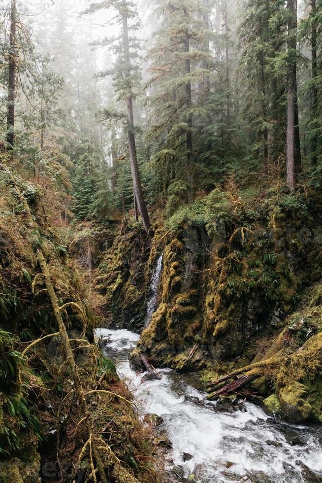 Fluss durch einen Wald foto