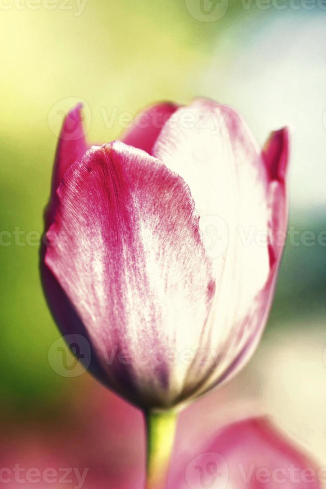 einzelne Tulpe auf einem unscharfen Hintergrund der Natur. Sommerblume foto
