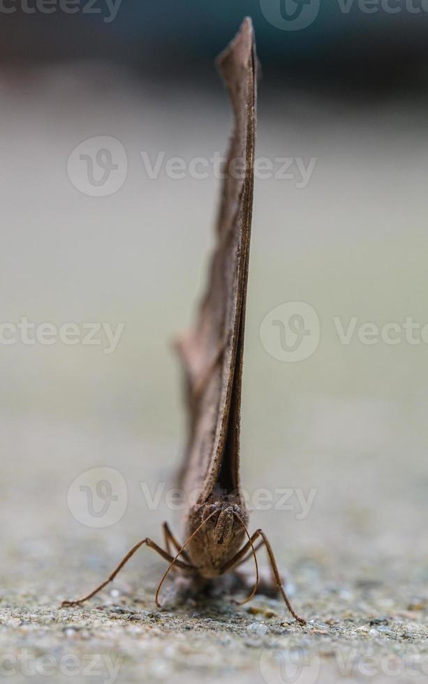 brauner Schmetterling auf dem Boden foto