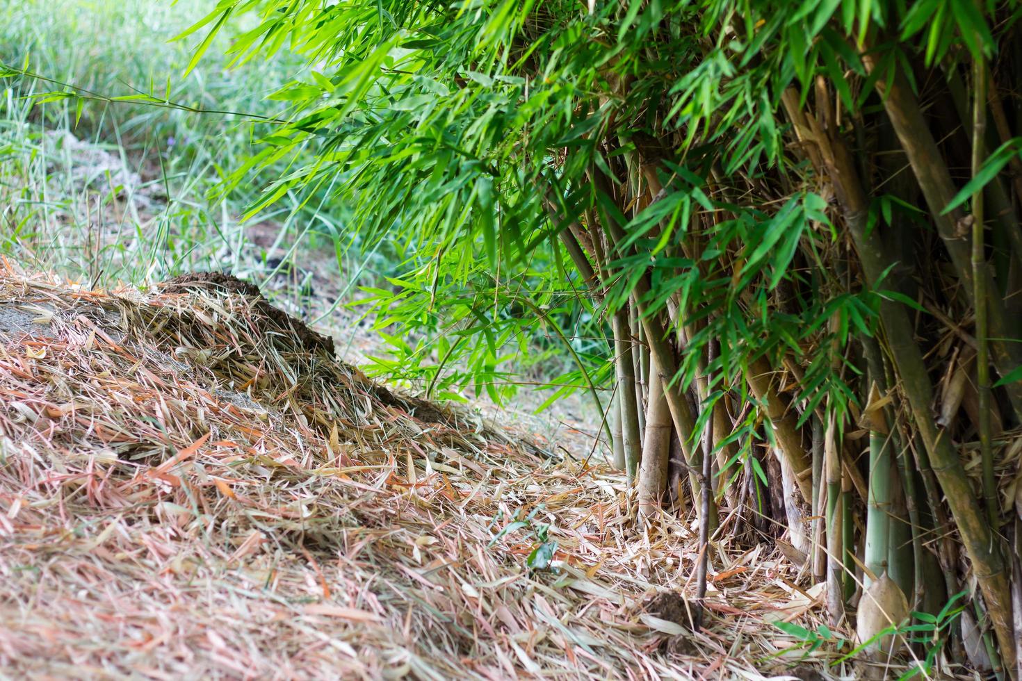 Bambushaufen getrockneter Blätter foto