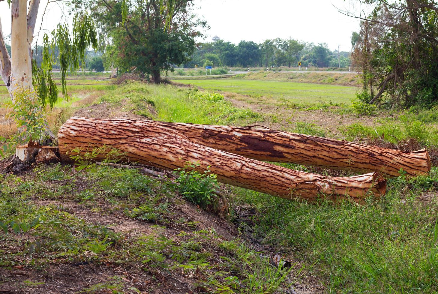 Eukalyptus ist Abholzung. foto