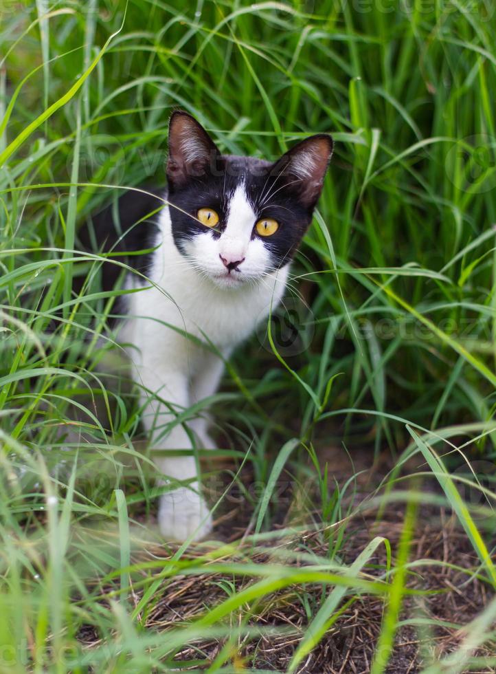 schwarze und weiße Katze im Gras. foto
