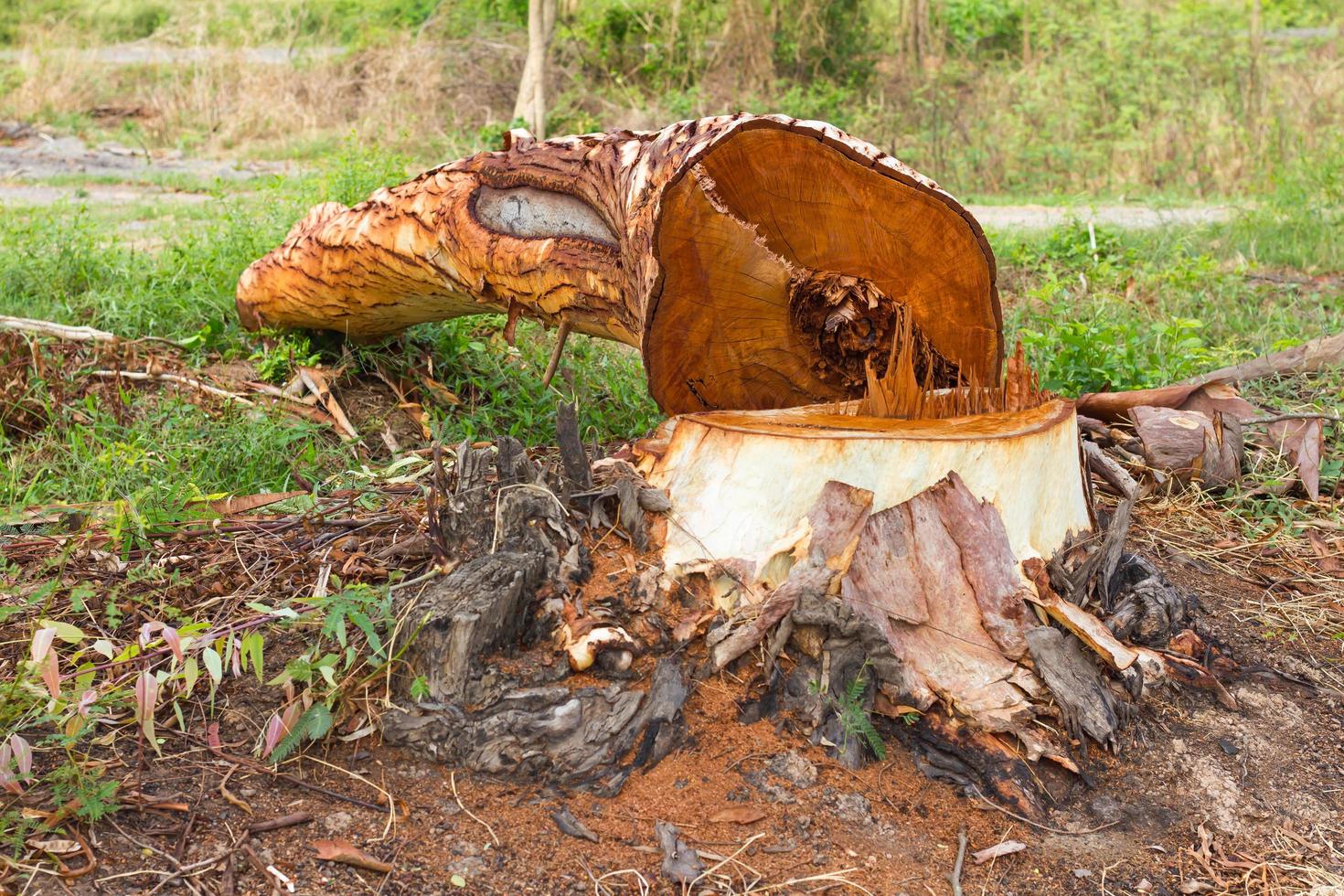 Eukalyptus ist Abholzung. foto