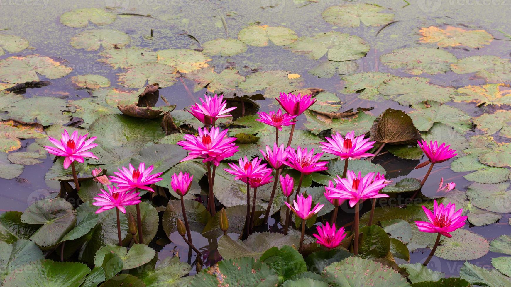 Gruppe Lotus im Wasser. foto